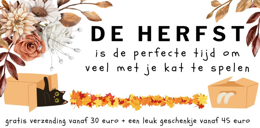 De herfst is een leuke tijd om met je kat te spelen of zelf kattenspeelgoed te maken.